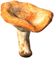 Seta de pino rojo en DayZ - Valores nutricionales y energía